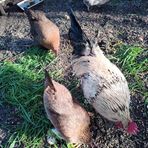 Animales en la casa o chalet o alrededores