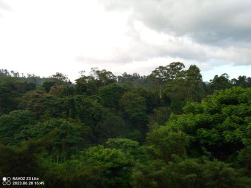 a forest filled with lots of lush green trees at Green View Ella in Ella