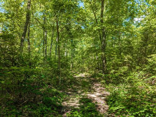 a dirt trail in a forest with trees at The Otter Box Cabin - 92 Acres Beside DeSoto State Park in Fort Payne