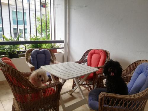 Domácí mazlíčci ubytovaní s hosty v ubytování Apartment Centropolis