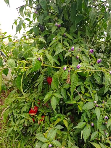 a plant with red flowers and green leaves at Casa Rural Zaba Lago de Tota in Aquitania