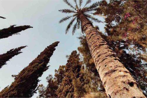 a group of palm trees looking up into the sky at Villa piscine Agadir in Agadir
