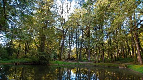 a pond in a park with trees and a forest at Hotel Indigo Alishan by IHG in Fanlu