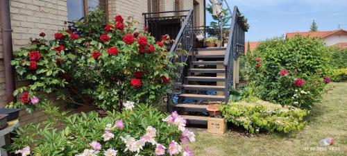 a garden with red roses and a staircase with flowers at Villa Homestay Nad Helmrovkou in Prague