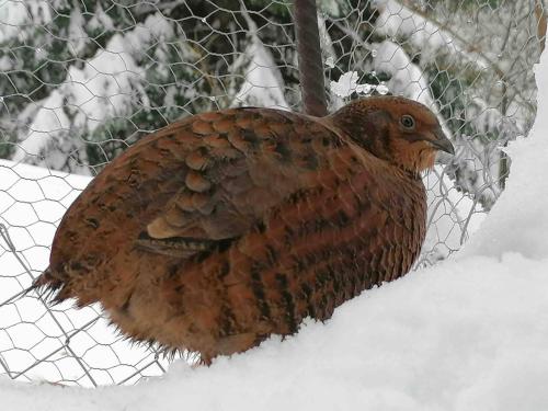 a brown bird is sitting in the snow at Appartamento accogliente di montagna a Cavagnago in Faido
