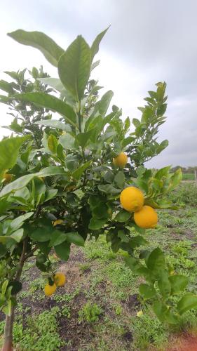 Foto sihtkohas Villaguay asuva majutusasutuse Alamos David galeriist