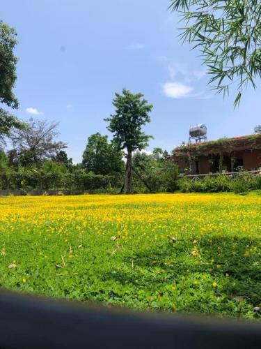 Zahrada ubytování DuGiang Homestay
