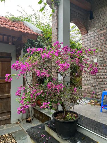 a plant with pink flowers in a pot on a porch at Asahi Luxstay - Homestay Đường Lâm Hostel in Sơn Tây