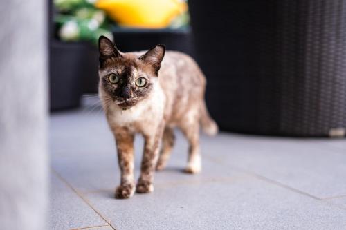 a cat walking on a tile floor at ORCHID LODGE SAMUI - Bed & Breakfast in Lamai
