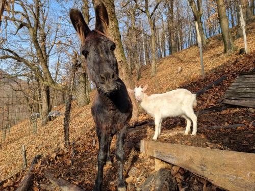 a donkey and a goat standing next to each other at B&B immerso nel bosco con area benessere esclusiva nel cuore delle montagne - IDUEVAGAMONDI in Chiusa di Pesio