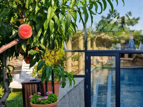 a tree with a peach on it next to a pool at Wine & Spa Complex Starosel in Starosel