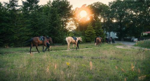 Zvířata v prázdninového domu nebo okolí