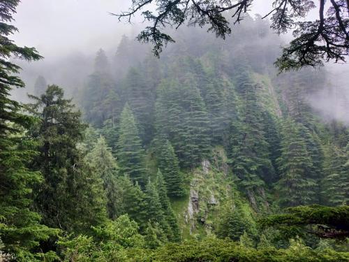 a mountain covered in trees in the fog at Neha Homestay in Shimla