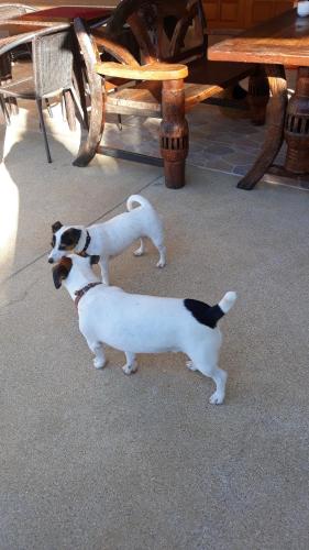 two dogs standing next to a picnic table at Stella Resort in Sam Roi Yot