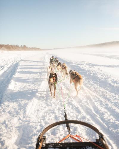 a group of dogs being pulled on a sled in the snow at Nova Galaxy Village in Rovaniemi