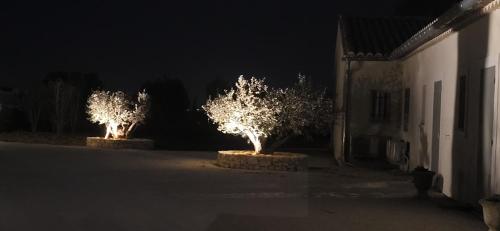 due alberi con luci in un cortile di notte di mas clair de lune a Saint-Rémy-de-Provence