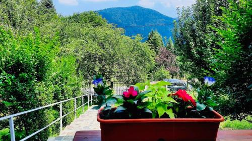 a large pot of flowers on a balcony at Iepurasul Sinaia in Sinaia