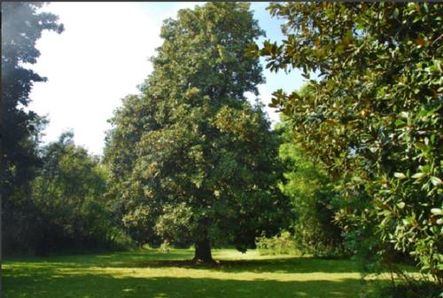 un gran árbol en medio de un campo en Villa Marilu, en Capannori