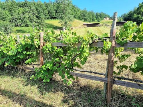 a fence with a bunch of grape vines at Oasi di pace nella Val di Taro in Compiano