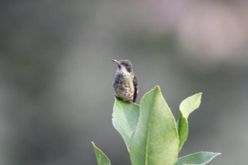 a small bird sitting on top of a green leaf at Cabañas Colibrí Tayutic in Turrialba