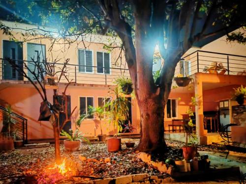 a large tree in front of a house at Casa Canseco in Oaxaca City