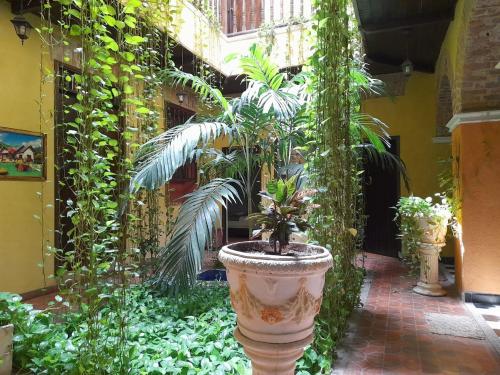 una planta en una gran olla en un jardín en hotel san nicolas colonial en Barranquilla
