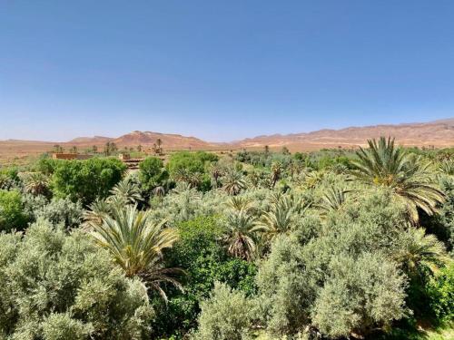 a field of trees and bushes with mountains in the background at Les chandelles in Tinerhir
