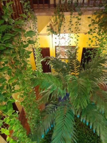 a room filled with lots of green plants at hotel san nicolas colonial in Barranquilla