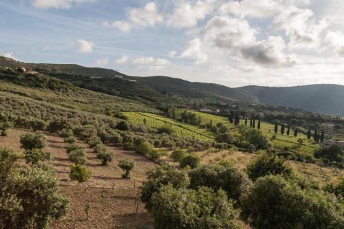 a view of a vineyard with trees and hills at Casa Vacanze Relax in Agropoli