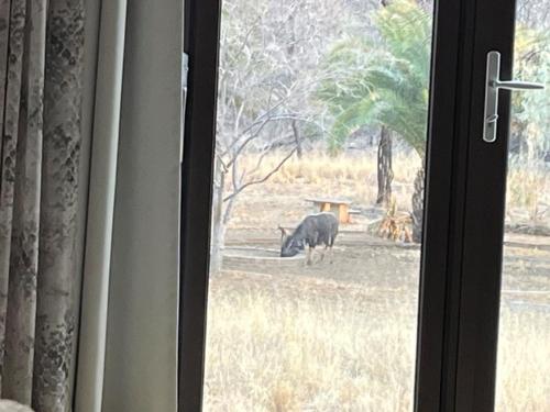 a cow standing in a field outside a window at Ibenstein Safaris in Dordabis