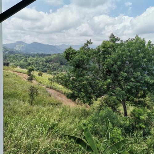 a tree in a field with a dirt road at The Grove in Kandy