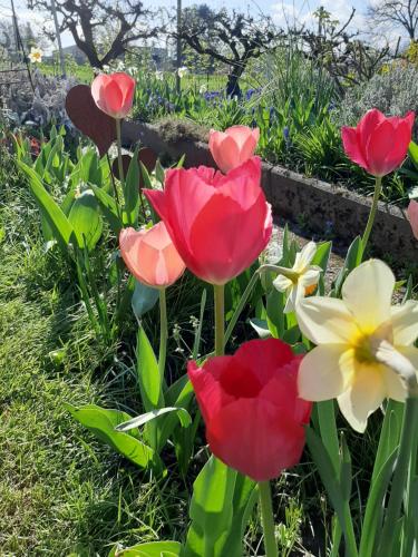 a group of red and white flowers in a garden at Ferienwohnung Morgensonne in Appenweier