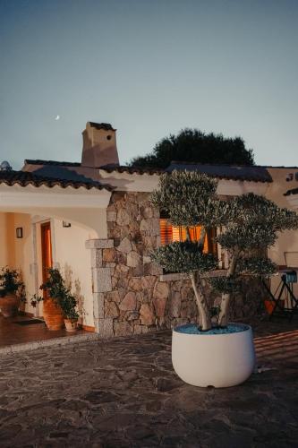 a bonsai tree in a pot in front of a house at Villa Alba Sul Mare in Budoni