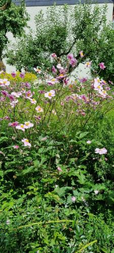 a garden filled with lots of different colored flowers at FeWo zur alten Tischlerei in Herzberg am Harz