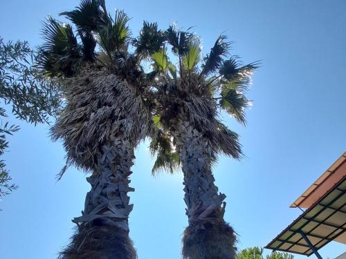 two palm trees in front of a blue sky at Villa Aroma in Polykhrono