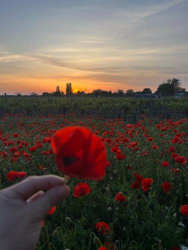 Gallery image of Mediterrane Ferien Villa am Neusiedler See in Gols