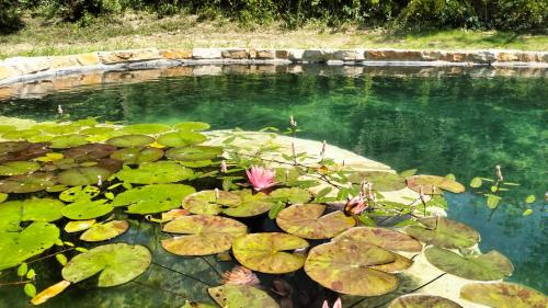 a pond with lily pads and a pink flower at AGRITURISMO TERRAPIA in Moscufo