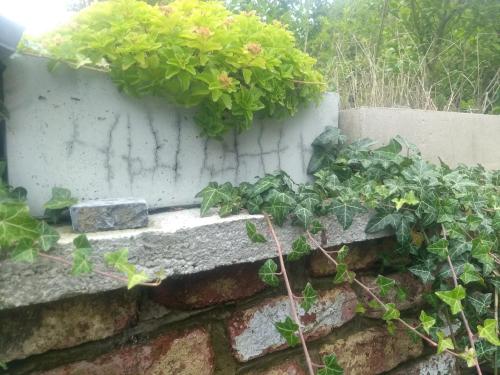 a brick wall with plants growing on it at La grange aux dîmes in Walcourt