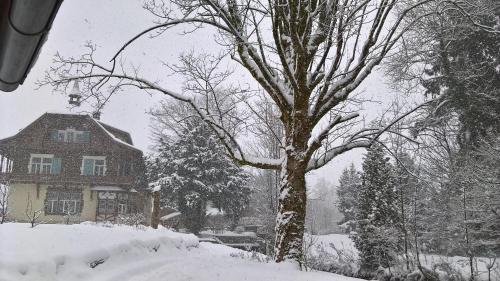 a snow covered tree in front of a house at Wohnen am See Villa Schrötter direkt am Traunsee in Rindbach