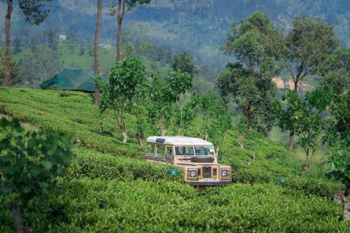 an old bus driving down a hill in a field at Madulkelle Tea and Eco Lodge in Kandy