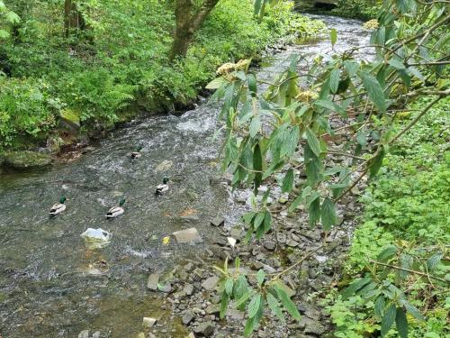 a group of ducks swimming in a stream at 4 Bedroom Spacious House Perfect for Family & Business Short Long-Term Stays Easy Access to Manchester, Oldham, Bury in Rochdale