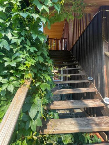 uma escada de madeira com um arbusto verde por trás em Przystanek Wetlina em Wetlina