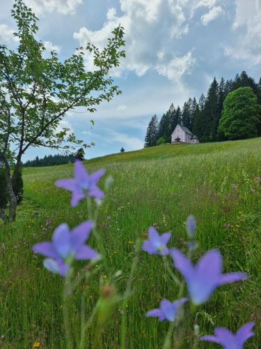 a field of purple flowers in front of a house at Kalvarienberg Appartement Gosau in Gosau