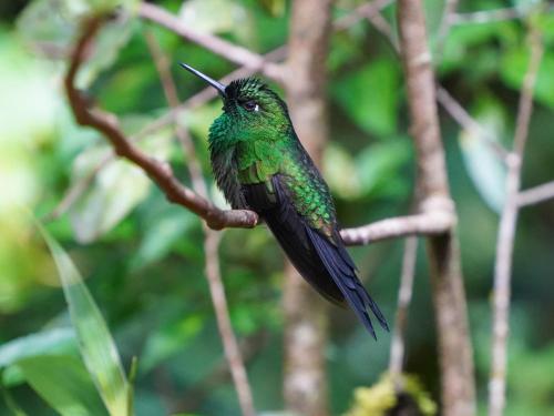a green hummingbird perched on a tree branch at Campo Azul - Monteverde in Monteverde Costa Rica