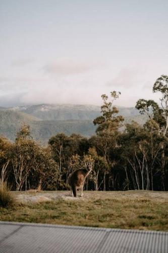 a giraffe standing in a field next to trees at Mill Cabin —Luxury Granite Cabin, Mountain views in Crackenback
