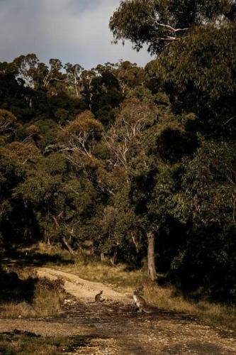 a dirt road in the middle of a forest at Mill Cabin —Luxury Granite Cabin, Mountain views in Crackenback