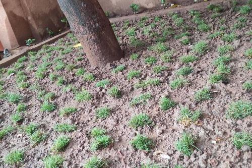 a patch of grass growing around a tree at Villa 2 chambres-Salon in Ouagadougou