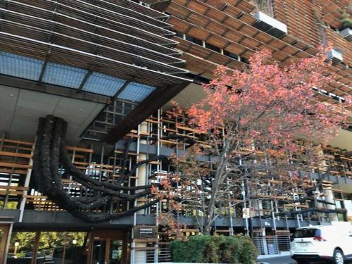 a tree with red leaves in front of a building at GREEN ROSE ~ Peaceful • Green • Haven in Canberra