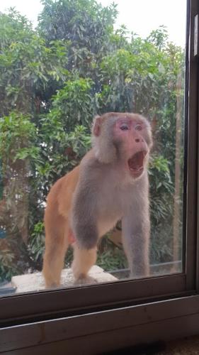 a monkey standing in a window with its mouth open at Tebaar Backpackers in Rishīkesh