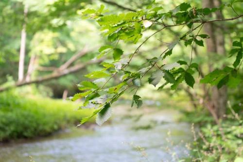 a tree branch with leaves next to a river at 一棟貸宿　奥入瀬屋 in Yakeyama